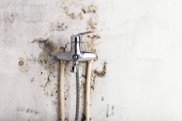 Best Mold Remediation  in North Beach, MD