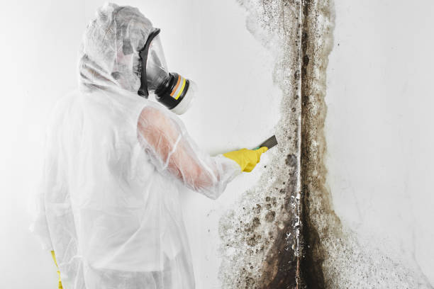 Best Office Mold Removal Services  in North Beach, MD