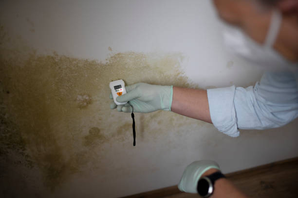 Best Mold Remediation Services  in North Beach, MD