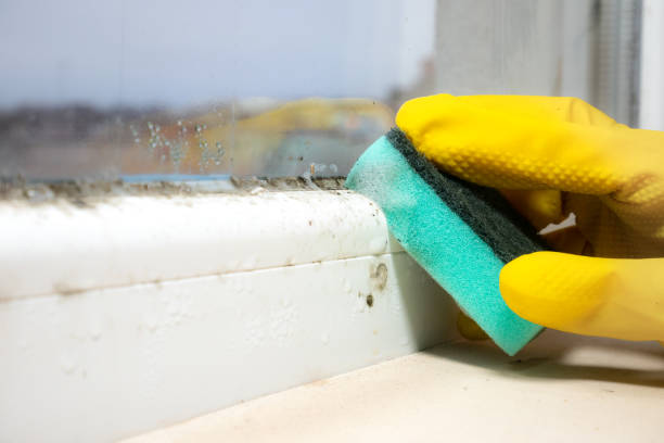 Best Residential Mold Removal  in North Beach, MD