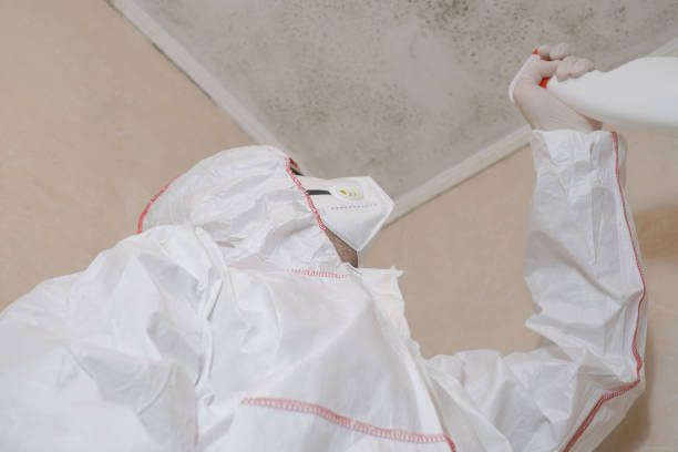 Best Toxic Mold Removal  in North Beach, MD