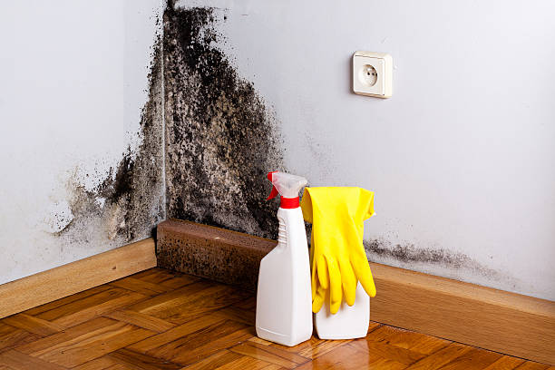 Mold Removal and Inspection in North Beach, MD